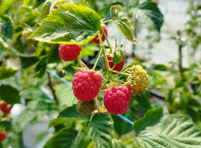 magasin de fruits et légumes à Saint-Sauveur-sur-École près de Melun en Seine-et-Marne 77
