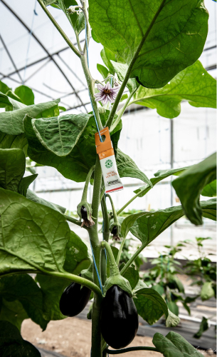 agriculture raisonnée