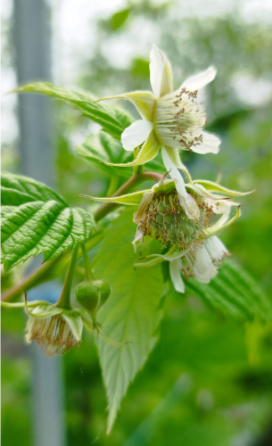 lutte biologique intégrée