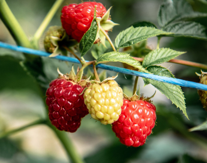 producteur de fruits framboises à Saint-Sauveur-sur-École près de Melun en Seine-et-Marne 77