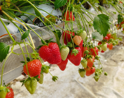 vente de fruits et fraises à Saint-Sauveur-sur-École près de Melun en Seine-et-Marne 77