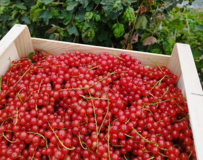 vente de fruits cerises à Saint-Sauveur-sur-École près de Melun en Seine-et-Marne 77