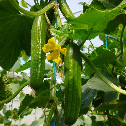Concombre PEPINO
