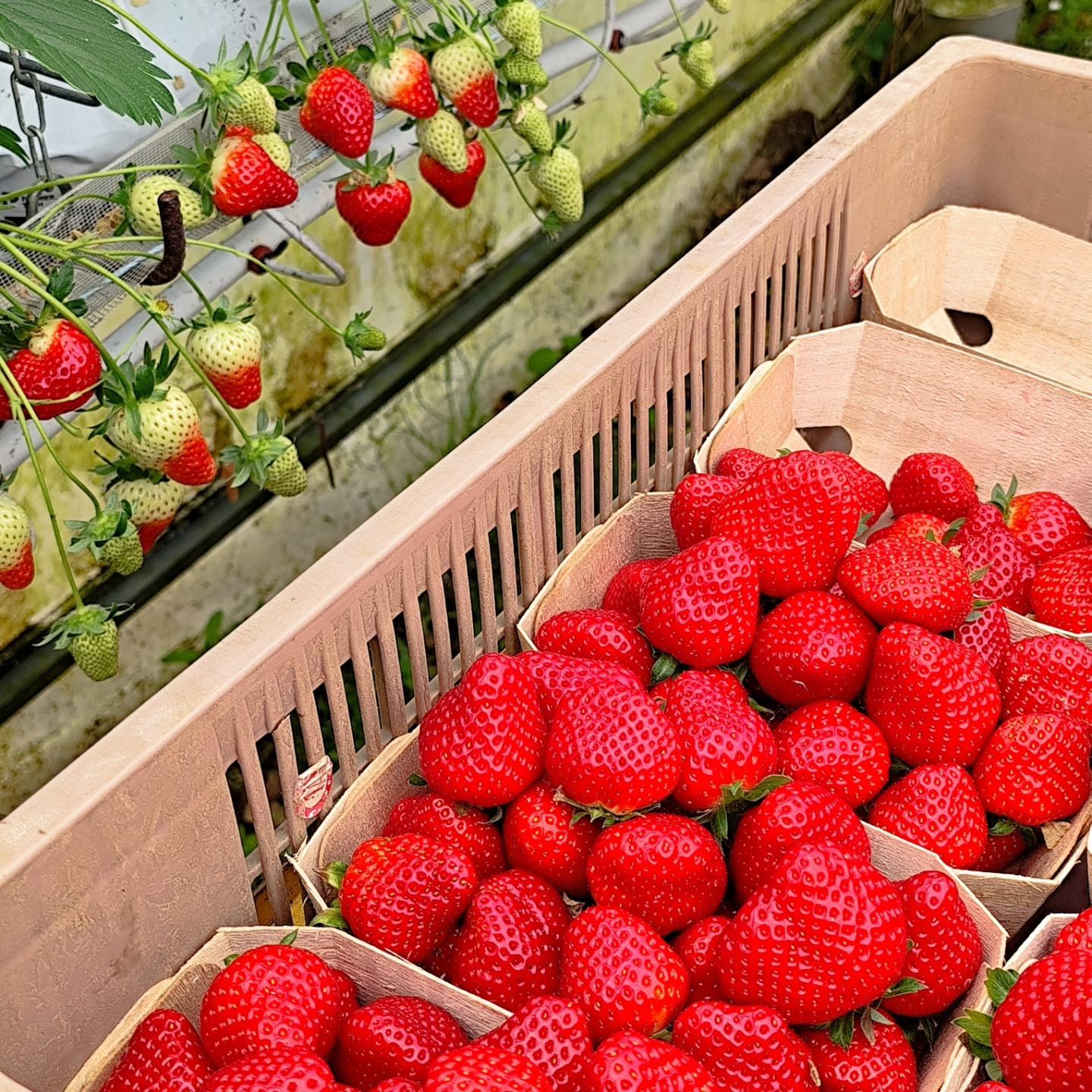 FRAISES de notre production